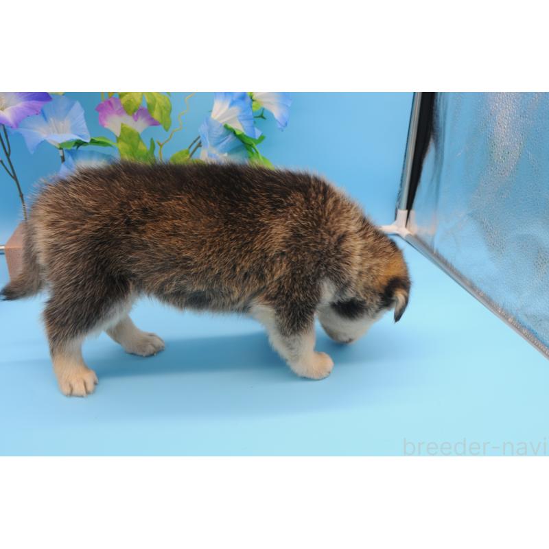 販売中の岡山県のミックス犬-399888の6枚目